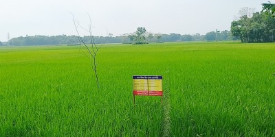 চাঁদপুরে ৬৩ হাজার হেক্টর জমিতে বোরো আবাদ